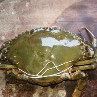 浜名湖産活ドウマン蟹500g〜600g