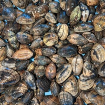 浜名湖産活あさり中サイズ2k(砂抜済)