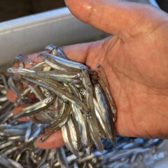 旬のお魚稚鮎