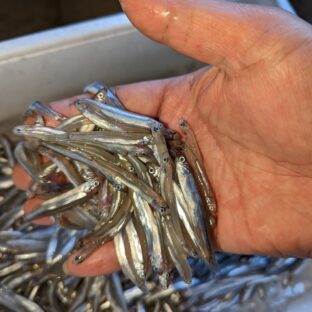 旬のお魚稚鮎