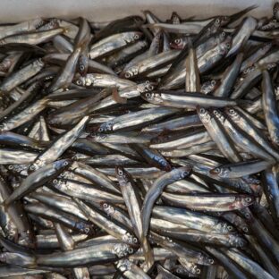 浜名湖産天然アユゴ(冷凍)中サイズ 1袋500g