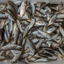 6月頃浜名湖で水揚げされる豆アジのレシピ