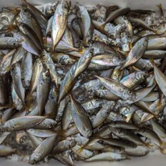 ６月頃浜名湖で水揚げされる豆アジのレシピ