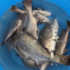 脂がのっていない鮮魚を美味しく食べる調理法